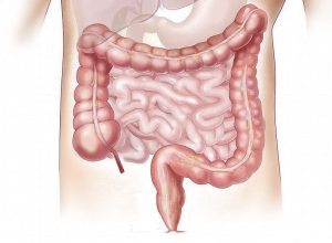 Colon Drawing for Services Page of Website